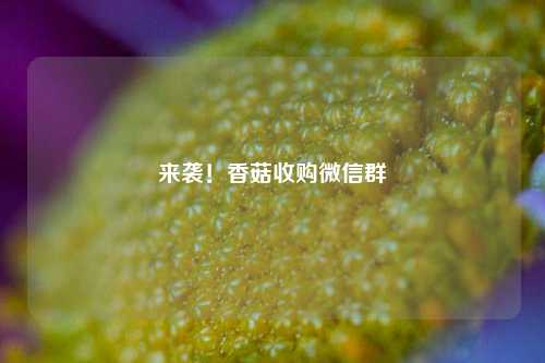 来袭！香菇收购微信群